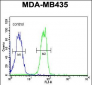 BTNL8 Antibody  (Center)